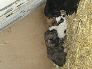 Pui de pechinez drăgălași 