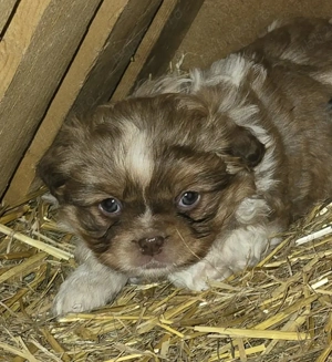 Pui de pechinez drăgălași  - imagine 2