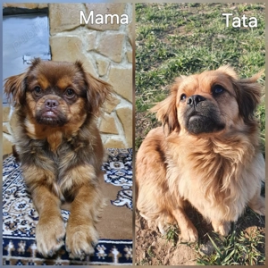 Pui de pechinez drăgălași  - imagine 3