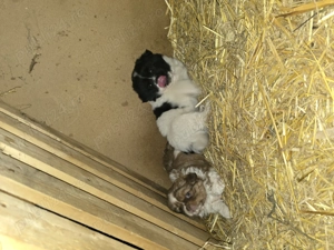 Pui de pechinez drăgălași  - imagine 6