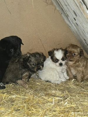 Pui de pechinez drăgălași  - imagine 4