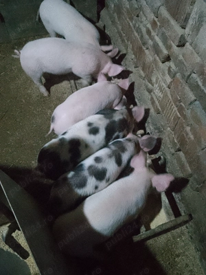 Vând purcei rasa de carne - imagine 5