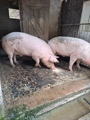 Vand porci de la 100 - 150 kg.  - imagine 2