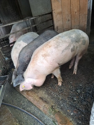 Vand porci de la 100 - 150 kg.  - imagine 4