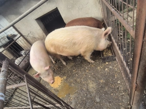 Porci de vanzare - imagine 2