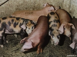 soldanei 11 saptamani 