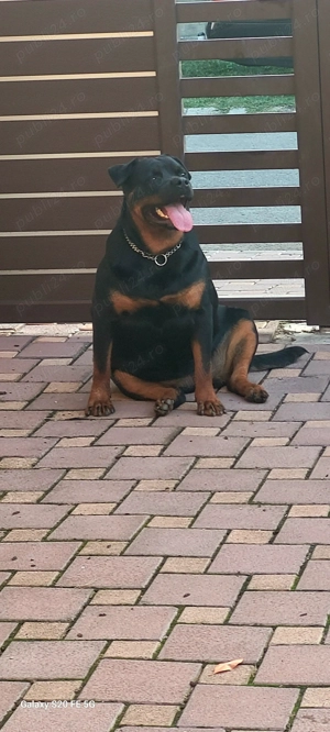 Rottweiler 2 ani jumate femela 