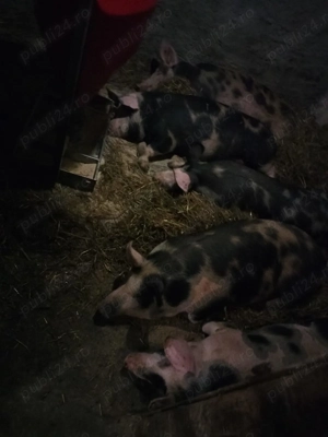 Porci de vânzare   - imagine 2