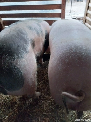 vand porc peste 250 kg