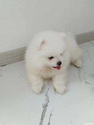 Pui pomeranian - imagine 2