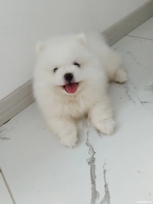 Pui pomeranian - imagine 3