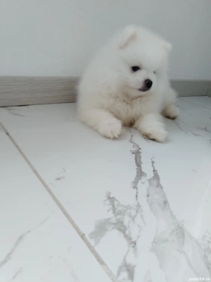 Pui pomeranian - imagine 5