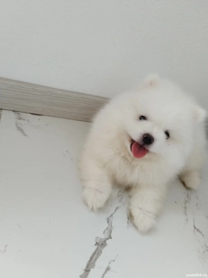 Pui pomeranian - imagine 4