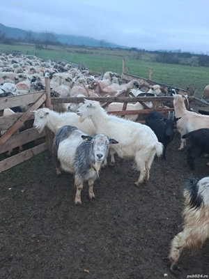 Vand capre - imagine 5