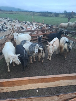 Vand capre - imagine 3