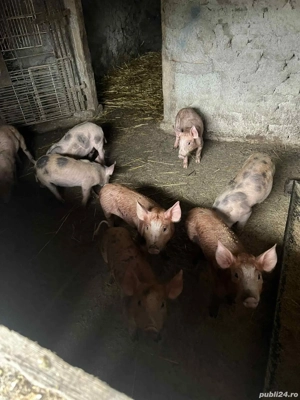 Purcei Duroc cu Pietrean - imagine 4