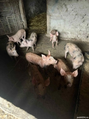 Purcei Duroc cu Pietrean - imagine 3