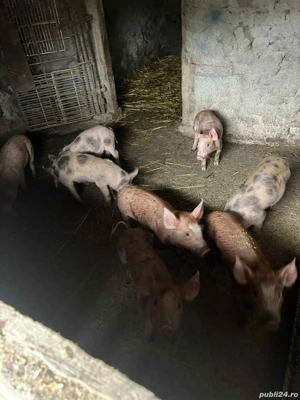 Purcei Duroc cu Pietrean - imagine 2