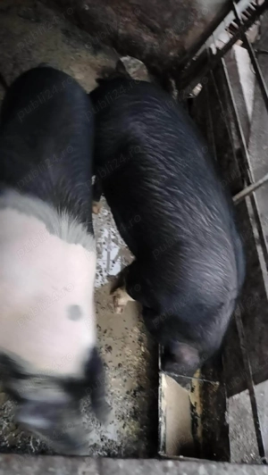 Porci de vânzare  - imagine 3