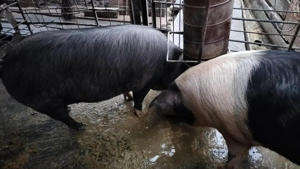 Porci de vânzare  - imagine 5