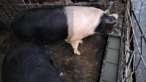 Porci de vânzare  - imagine 4