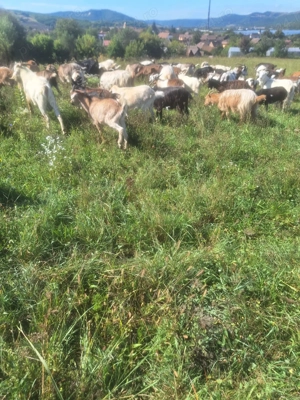 Capre de vânzare - imagine 2