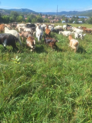 Capre de vânzare - imagine 3