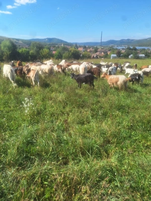 Capre de vânzare - imagine 4