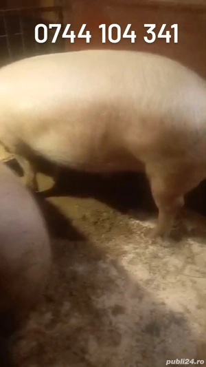 porci de vanzare 15 lei kg numarul de telefon in poza de sus 