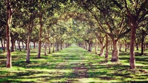 Teren / Padure 8ha Lunca Siretului. - imagine 3