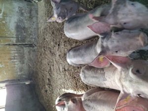 Purcei și soldani. - imagine 2