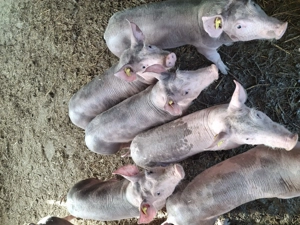 Purcei și soldani. - imagine 4