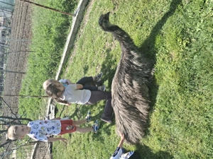 Vând o pereche de emu adulți 2 ani - imagine 2