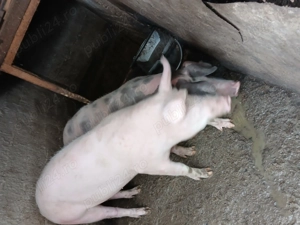 Vând porci in jur de 100 kg rasa de carne ,crescuti bio. - imagine 4