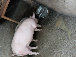 Vând porci in jur de 100 kg rasa de carne ,crescuti bio. - imagine 3
