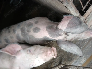 Vând porci in jur de 100 kg rasa de carne ,crescuti bio. - imagine 5