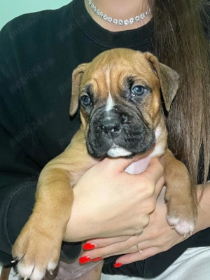Pui boxer  - imagine 3