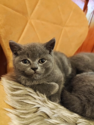 Pisicuțe British Shorthair - imagine 2