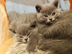 Pisicuțe British Shorthair - imagine 6