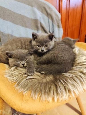 Pisicuțe British Shorthair - imagine 5