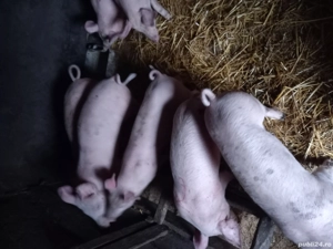 Purcei de vânzare  - imagine 2