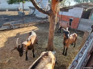 țap și capră  - imagine 2