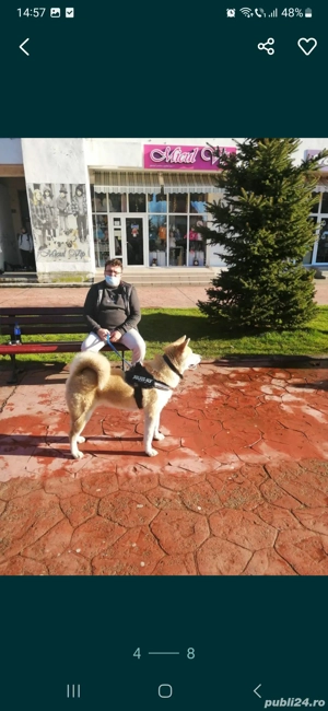 Akita Inu detin ambii părinți merita văzuți  - imagine 5