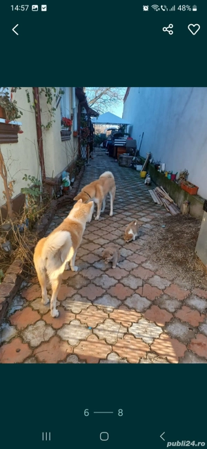 Akita Inu detin ambii părinți merita văzuți  - imagine 4