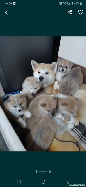 Akita Inu detin ambii părinți merita văzuți  - imagine 2