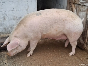 Vand porci  - imagine 2