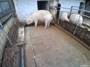 Vand porci  - imagine 3