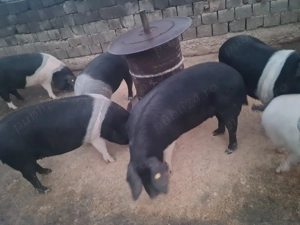 Vând porci 140-160kg - imagine 2