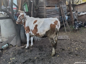 Vând Junică,  Vițel și Porc - imagine 3