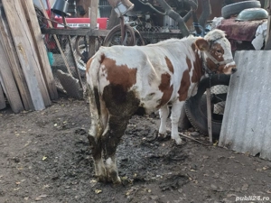 Vând Junică,  Vițel și Porc - imagine 4